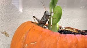 uploads/images/pest/pumkin grasshoppers.jpg